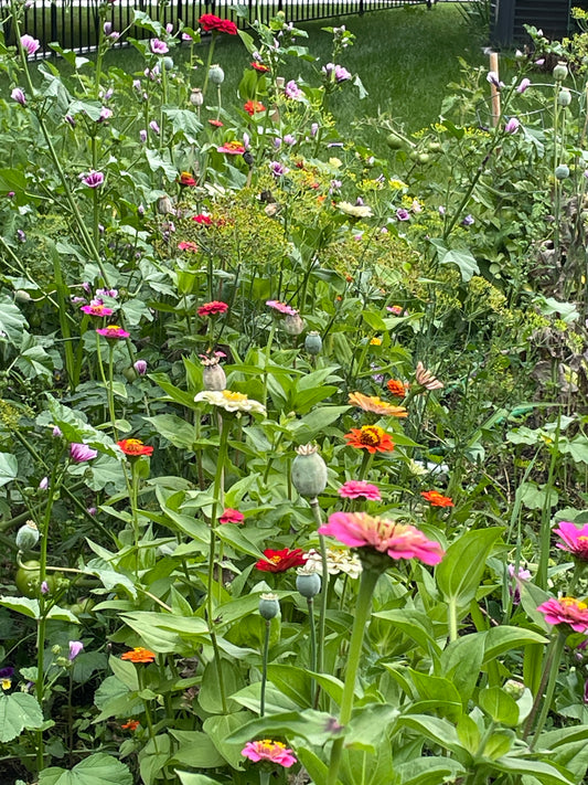 Seed Saving Adventures: From Poppies to Spinach