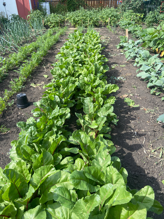 Embrace the Bounty: Planting a Second Crop in Canada this August!