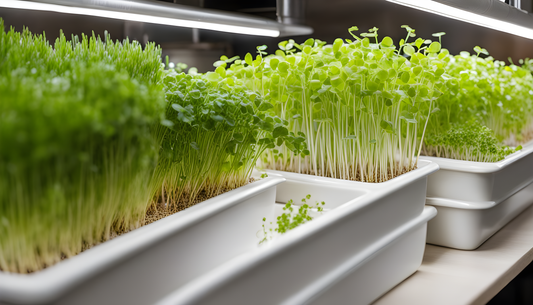 Growing Microgreens Indoors: A Winter Gardening Guide
