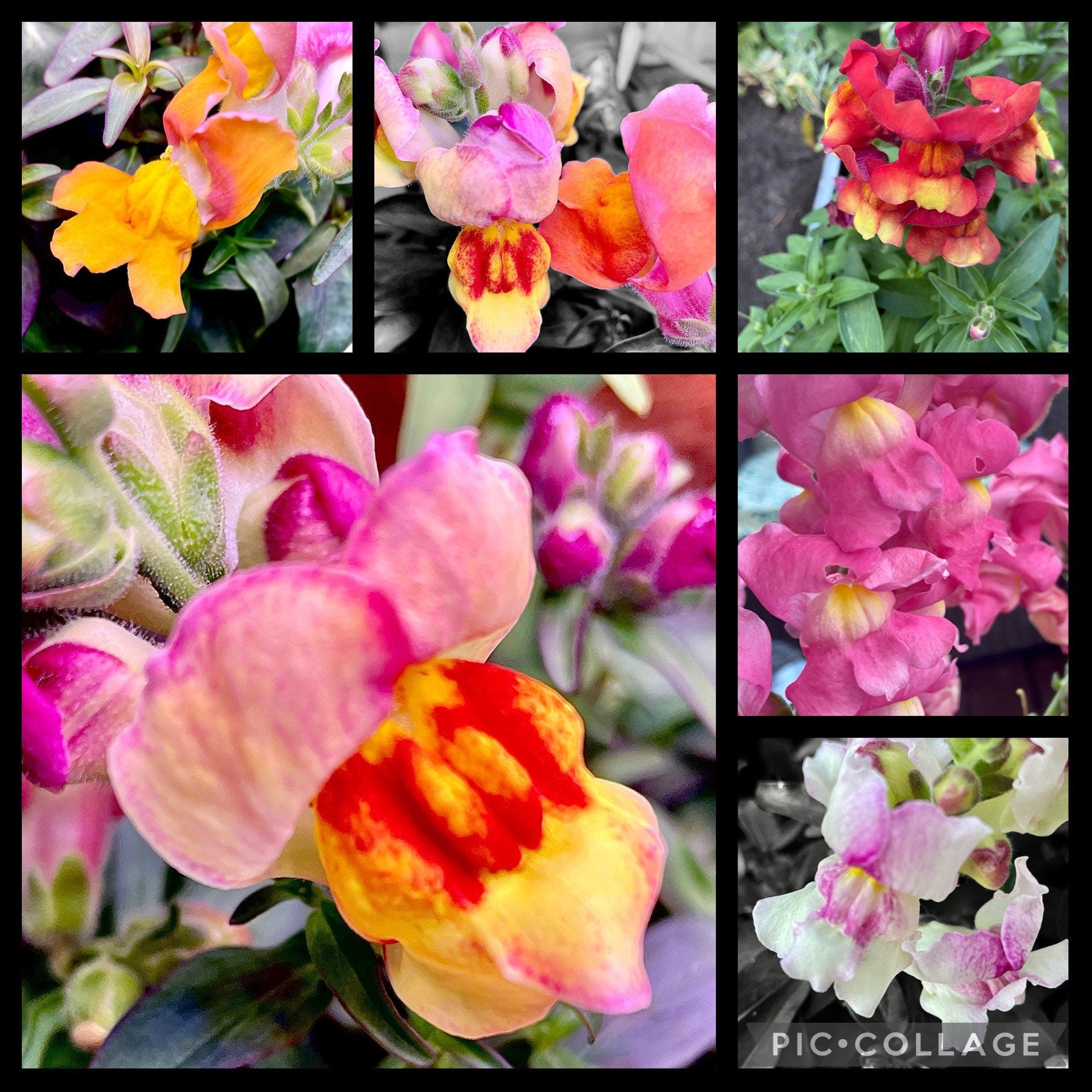 snapdragon flower seeds Flower Seeds - Snap Dragon