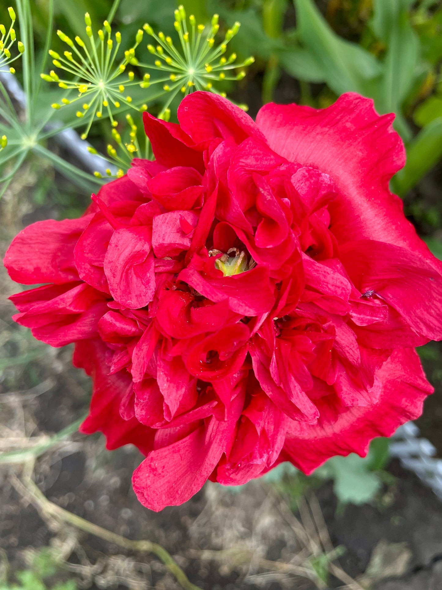 Close-up of a large ruffled red poppy flower in bloom in the garden, with dill flower heads behind it