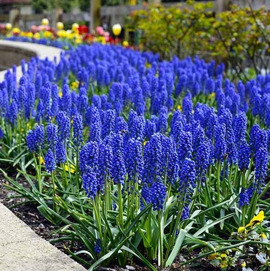 Grape Hyacinth Muscari Flower Seeds