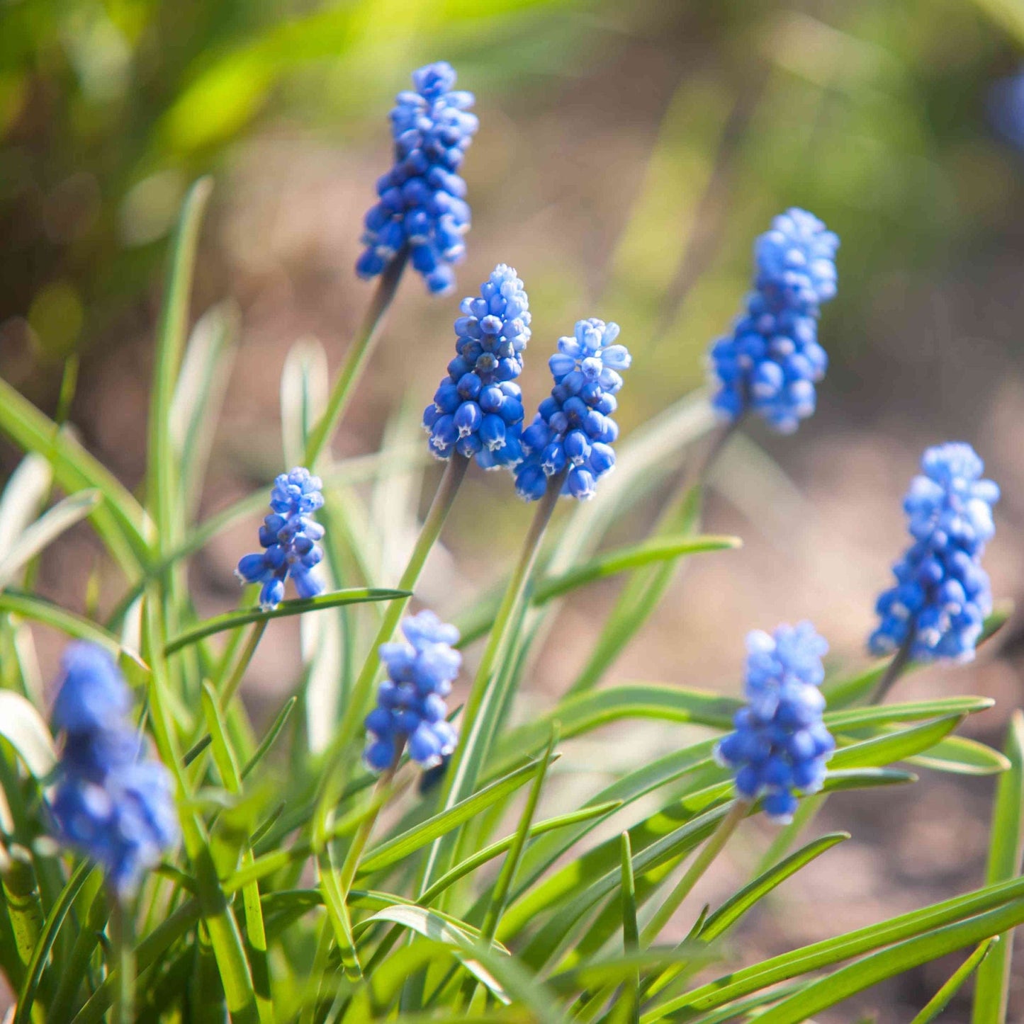 Grape Hyacinth Muscari Flower Seeds