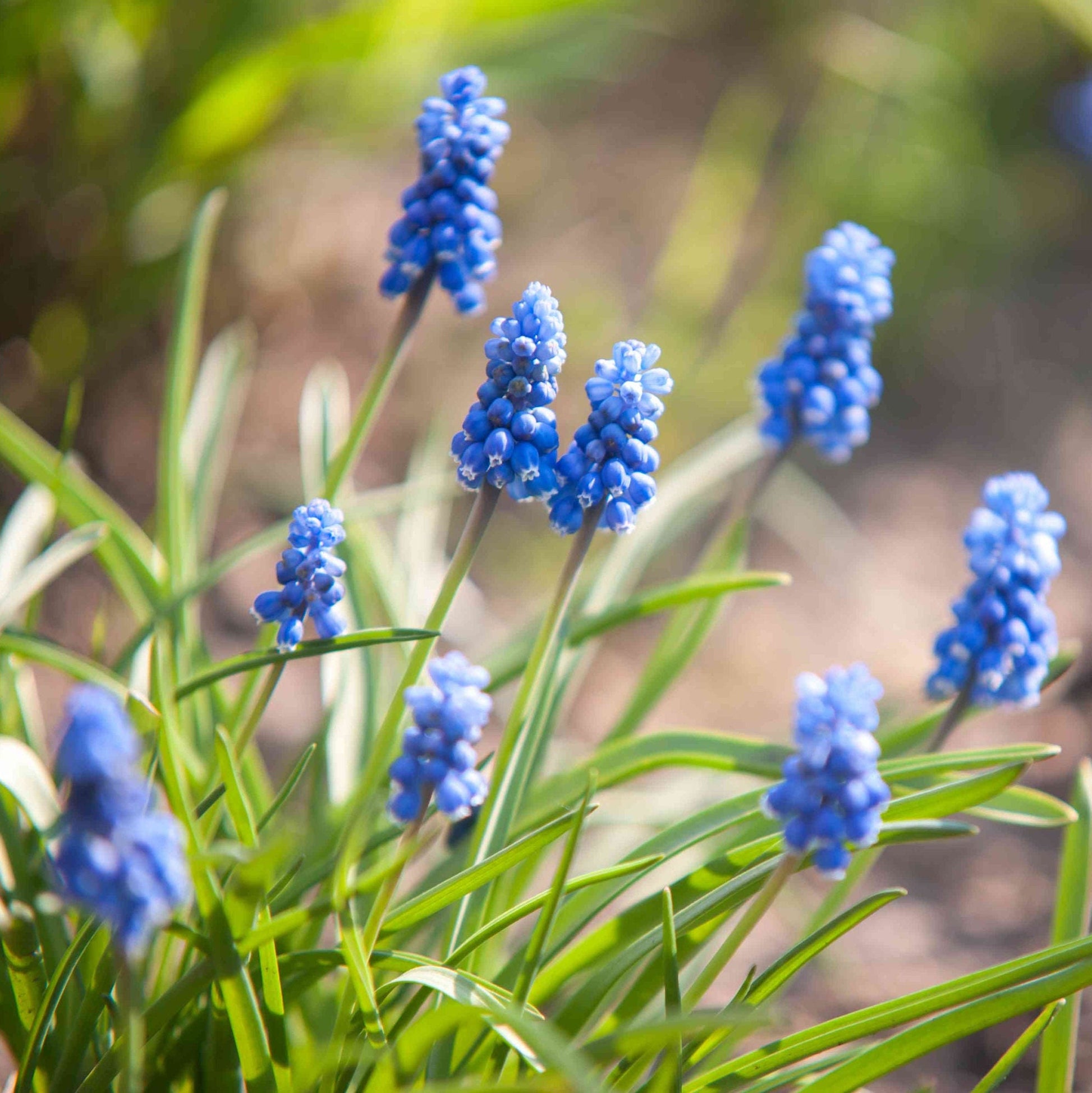 Grape Hyacinth Muscari Flower Seeds