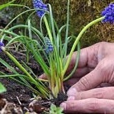 Grape Hyacinth Muscari Flower Seeds