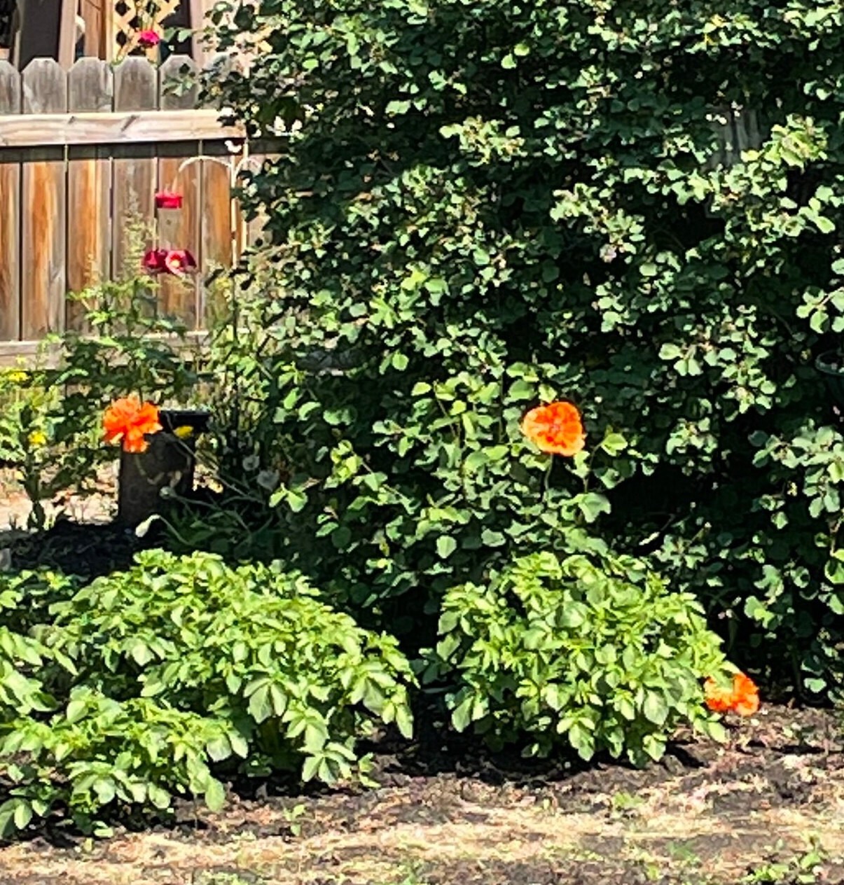 Giant Orange Oriental Poppy Flower Seeds