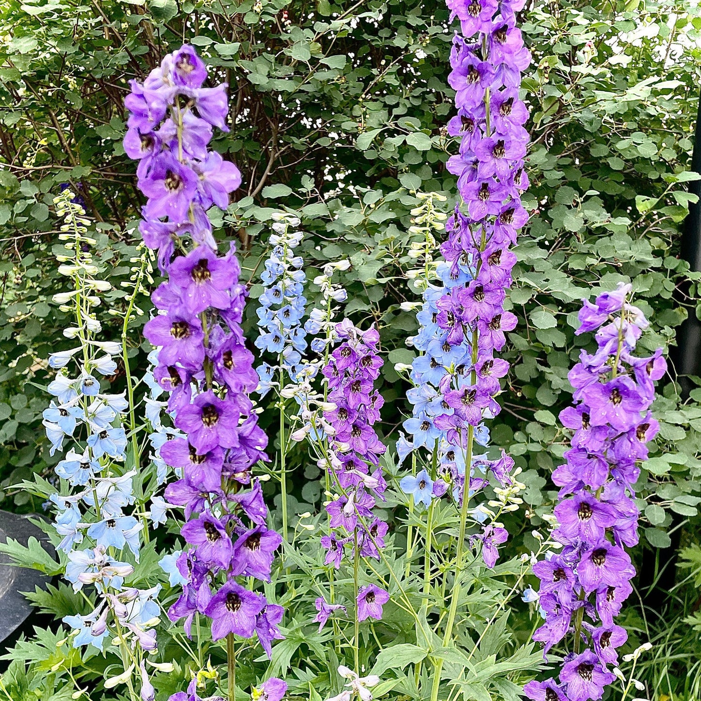Delphinium Seeds - Mixed Blue and Purple - Perennial - ZONE 3 - 9