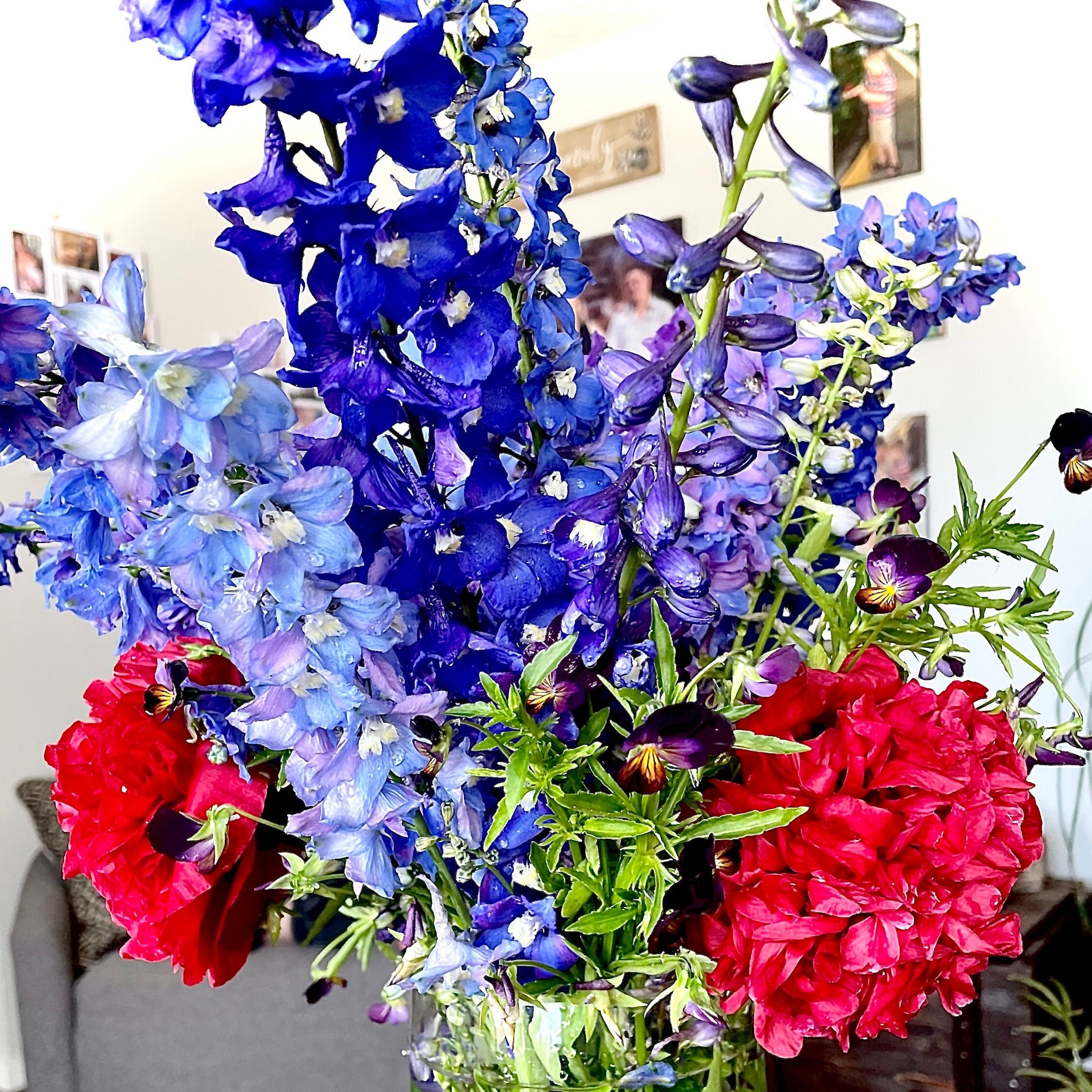 Delphinium Seeds - Mixed Blue and Purple - Perennial - ZONE 3 - 9