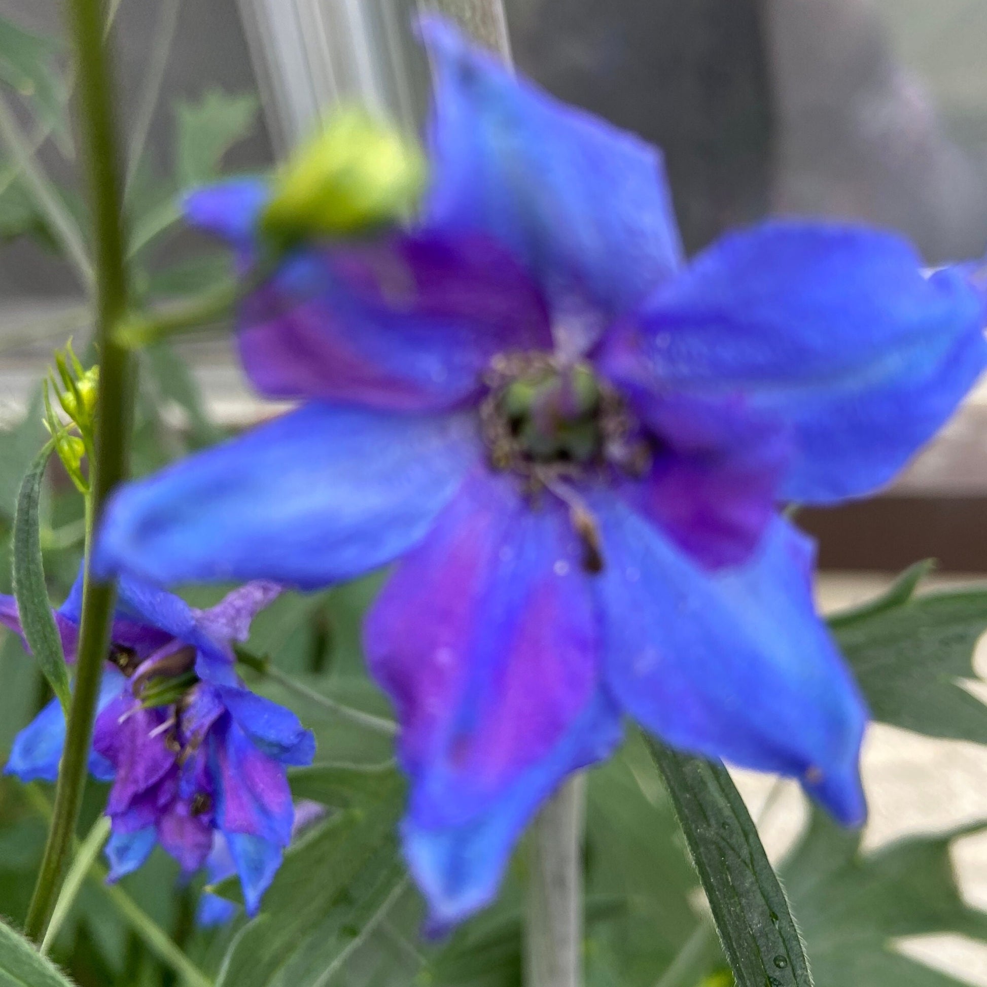 Delphinium Seeds - Mixed Blue and Purple - Perennial - ZONE 3 - 9