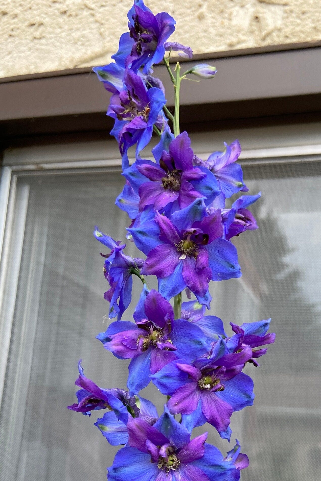 Delphinium Seeds - Mixed Blue and Purple - Perennial - ZONE 3 - 9