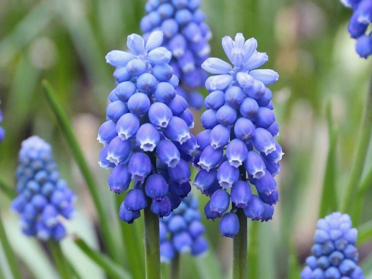 Grape Hyacinth Muscari Flower Seeds