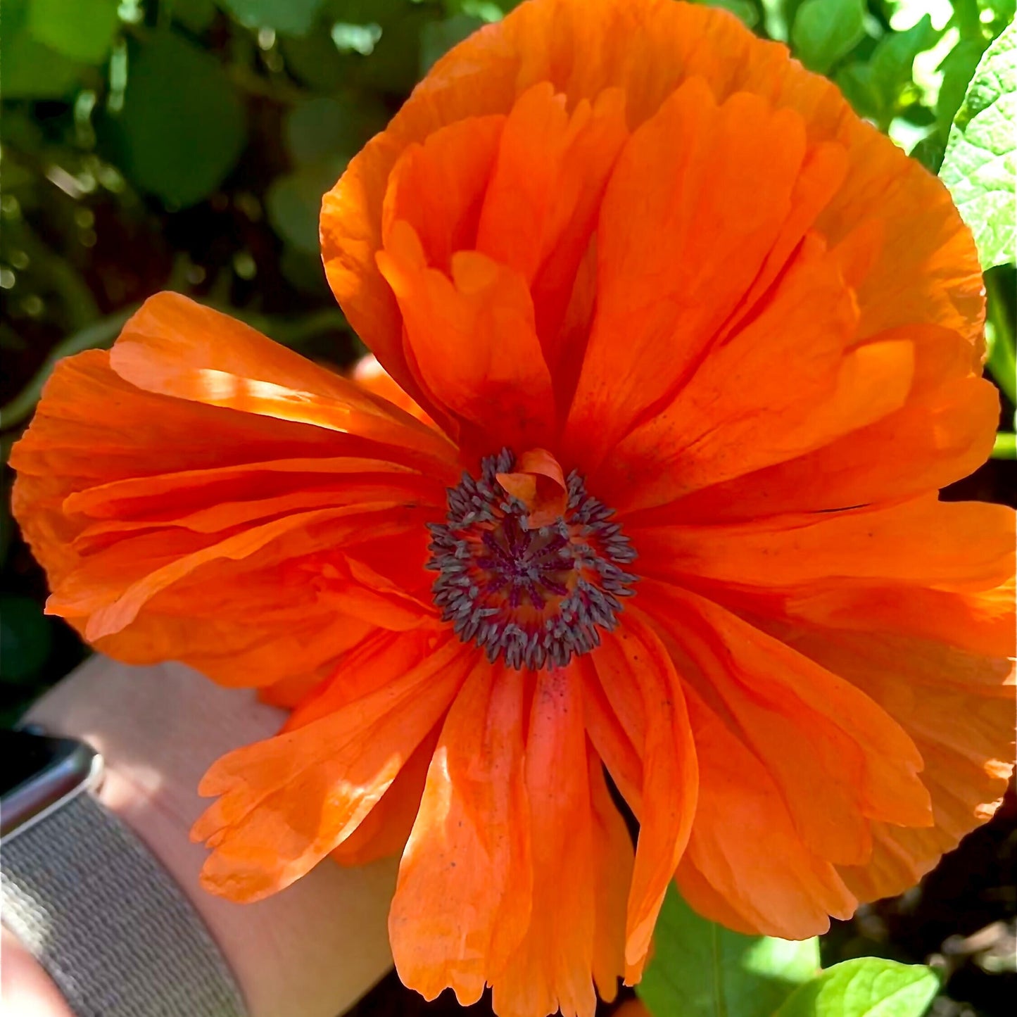 Giant Orange Oriental Poppy Flower Seeds