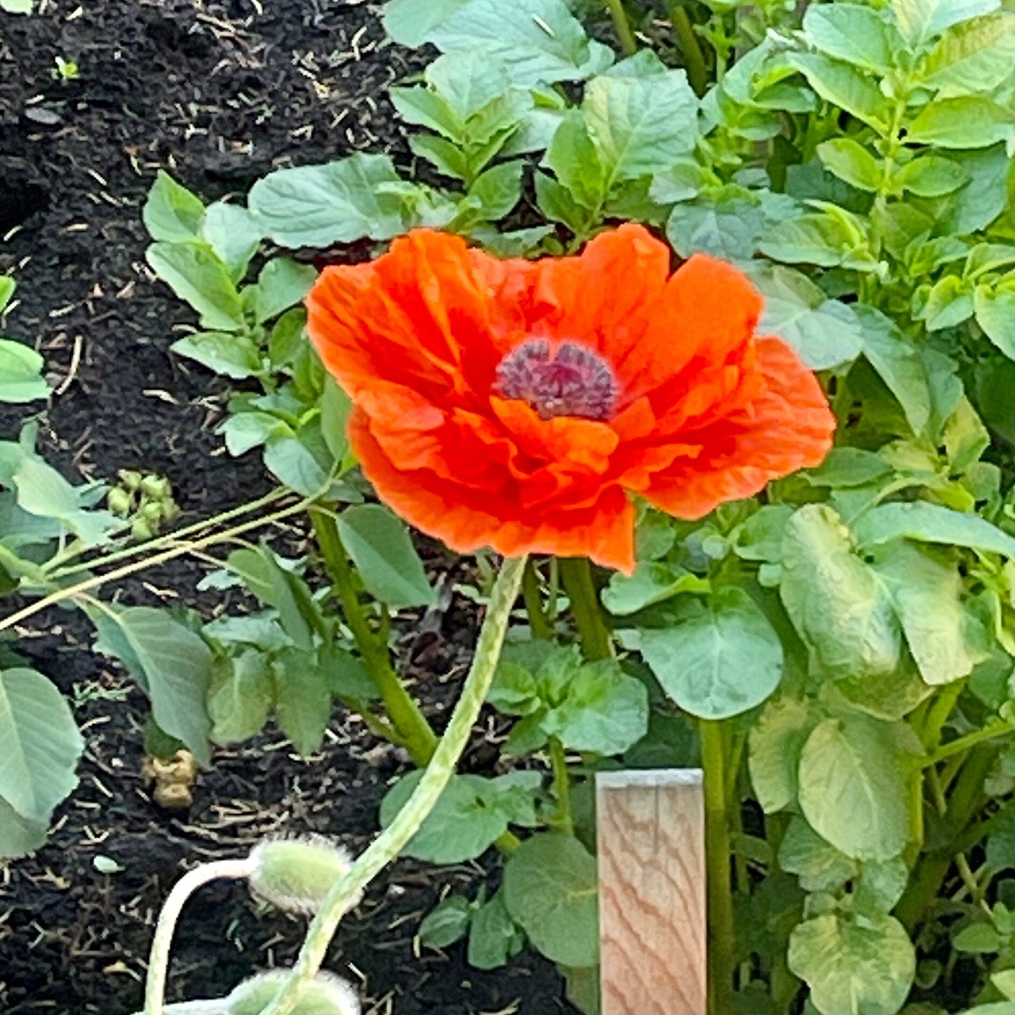 Giant Orange Oriental Poppy Flower Seeds