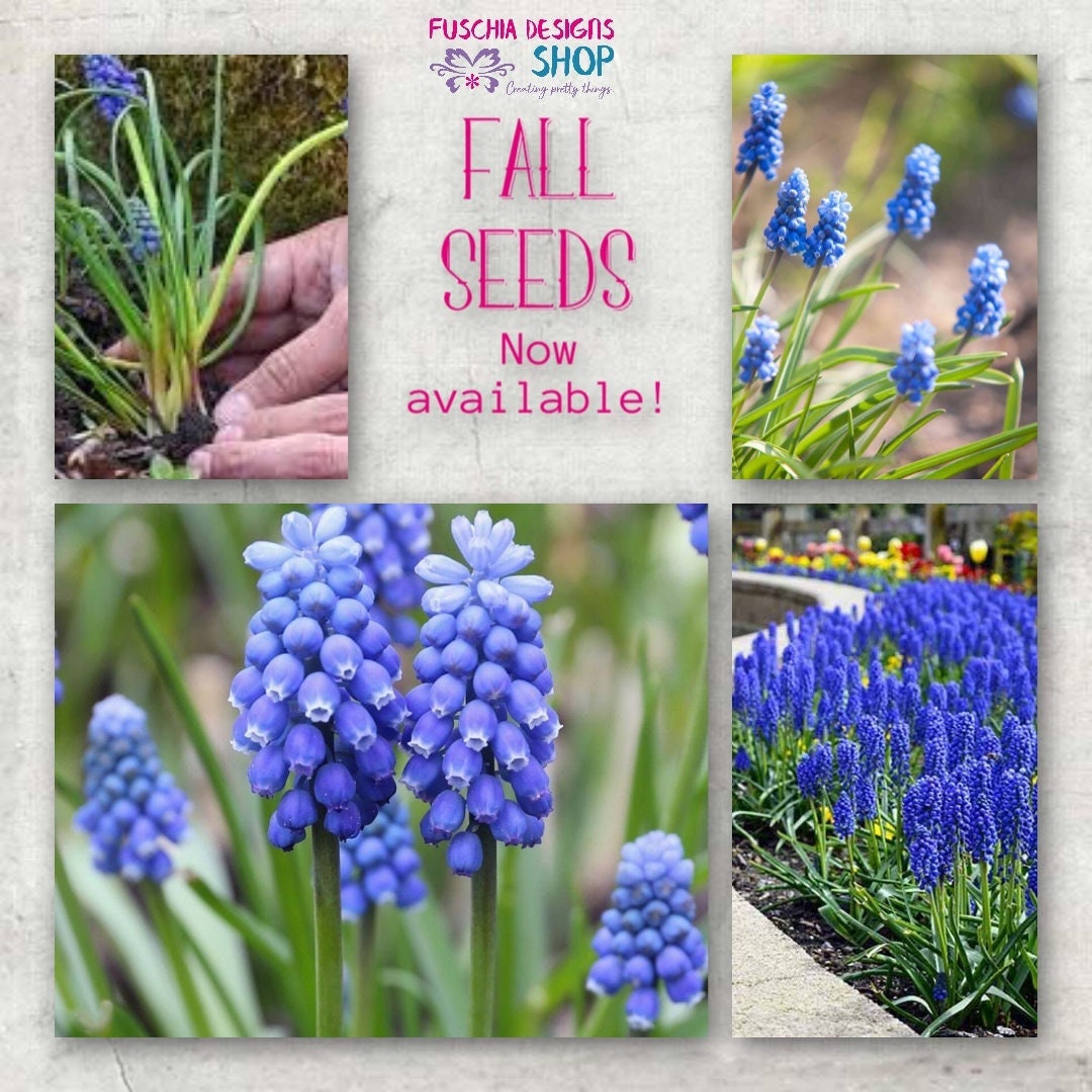 Grape Hyacinth Muscari Flower Seeds