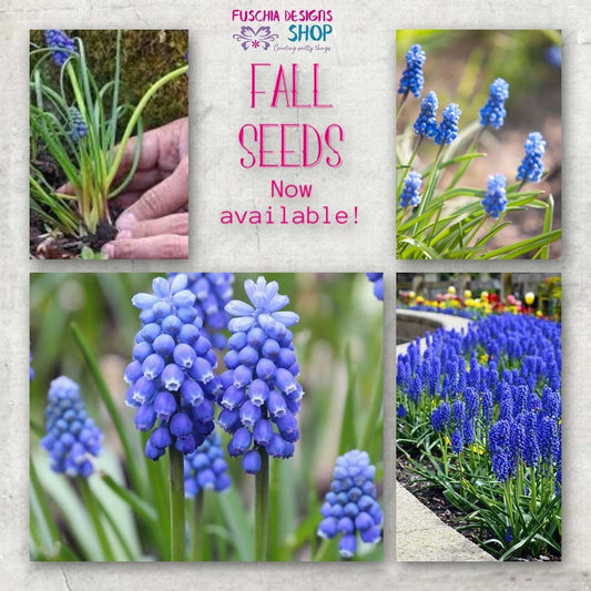 Grape Hyacinth Muscari Flower Seeds