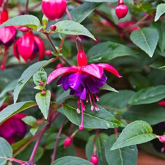 Fuschia Flower Seeds