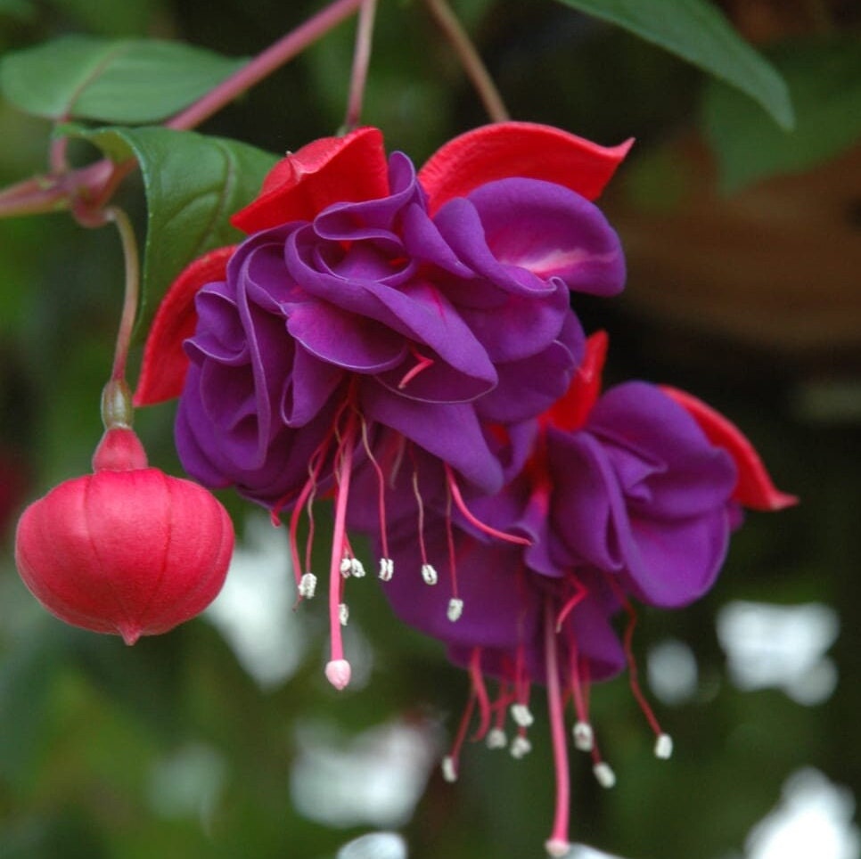 Fuschia Flower Seeds