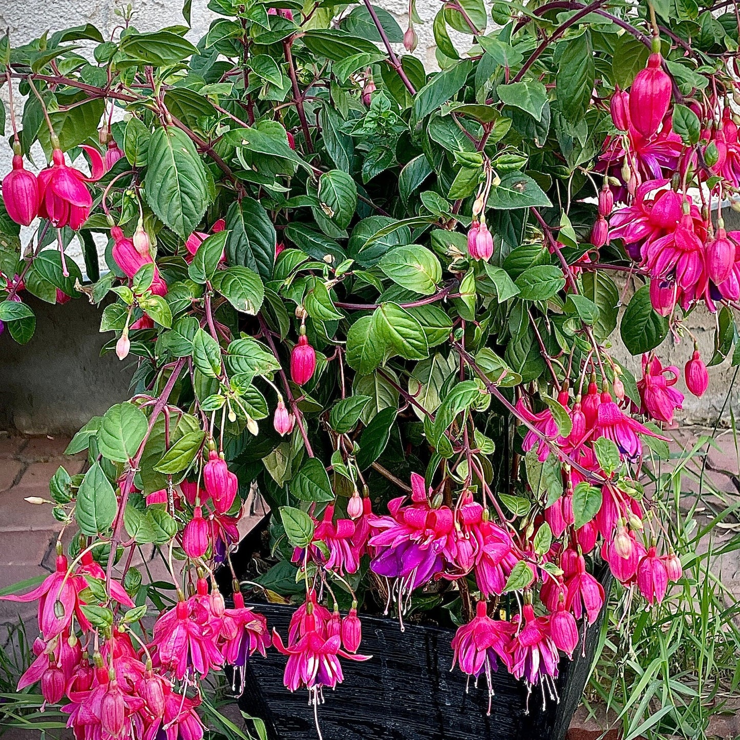 Fuschia Flower Seeds