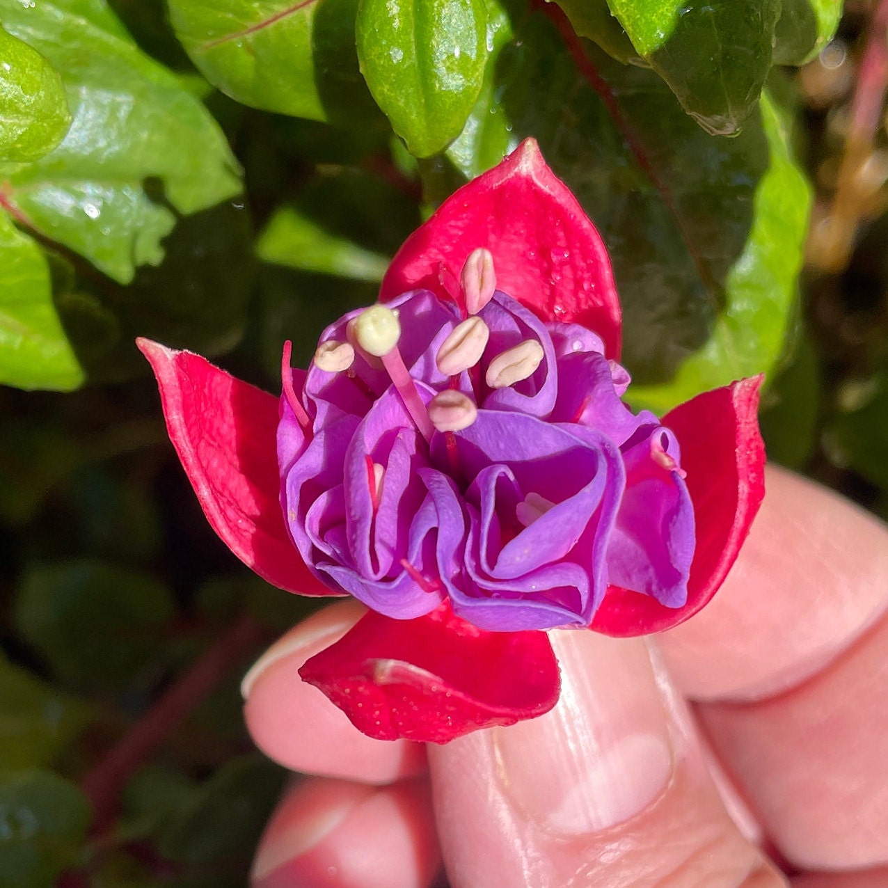 Fuschia Flower Seeds