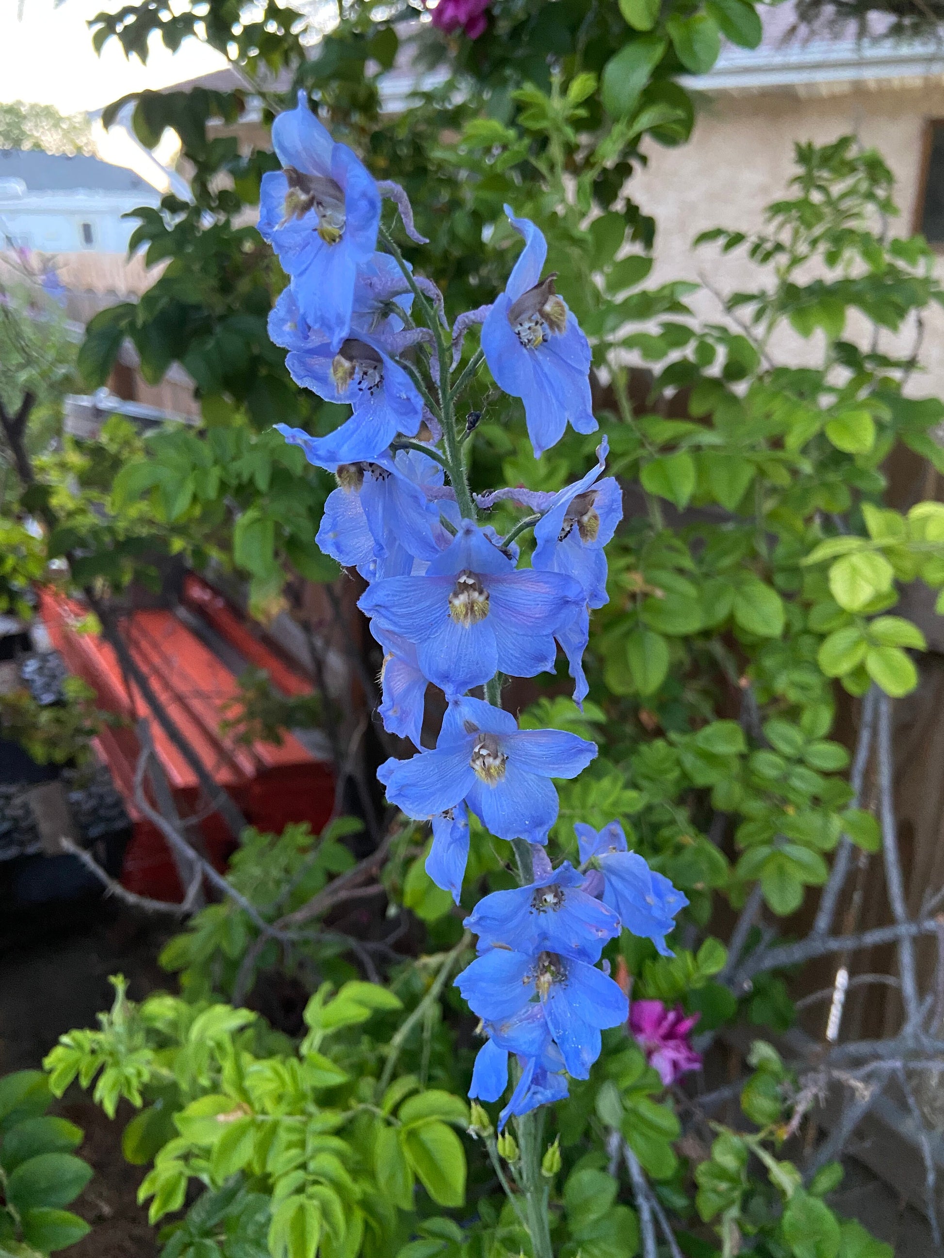 Delphinium Seeds - Mixed Blue and Purple - Perennial - ZONE 3 - 9