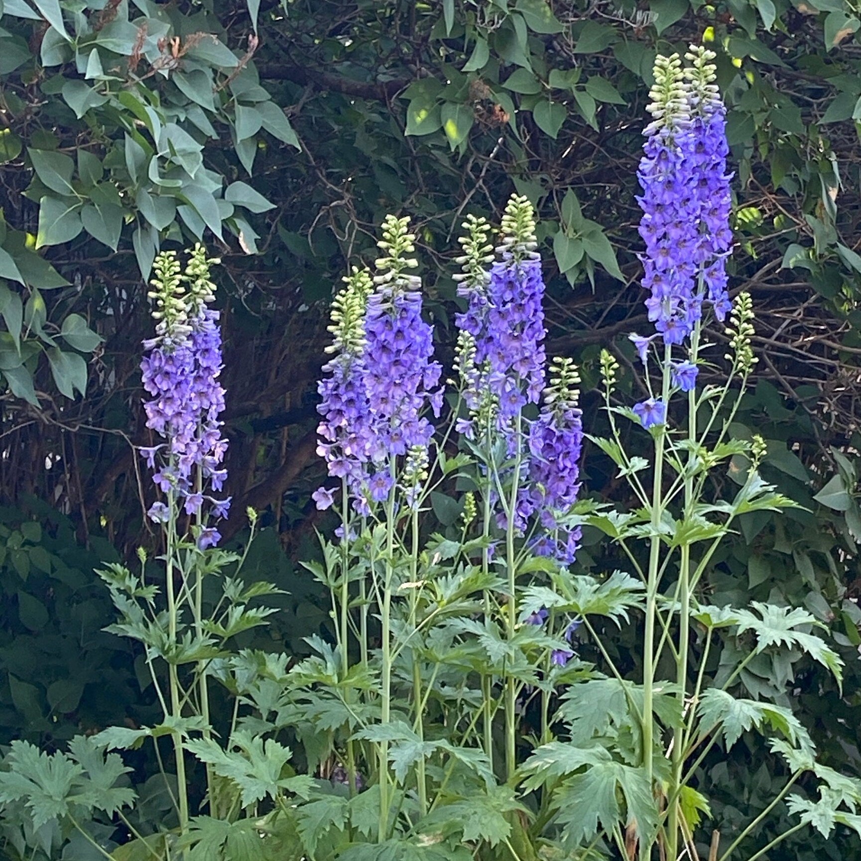 Delphinium Seeds - Mixed Blue and Purple - Perennial - ZONE 3 - 9