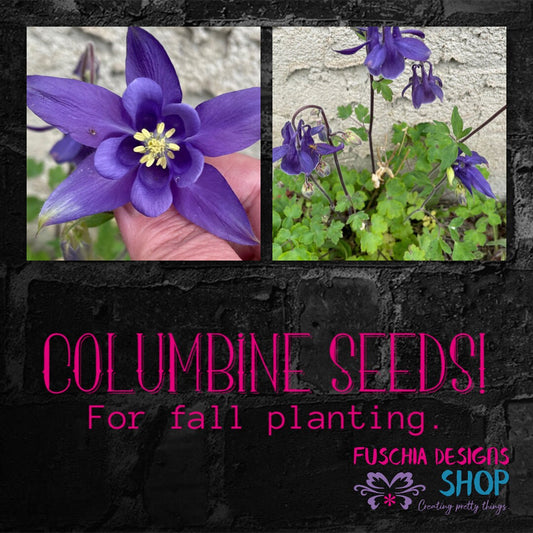Columbine - Flower seeds - PURPLE