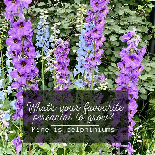 Delphinium Seeds - Mixed Blue and Purple - Perennial - ZONE 3 - 9
