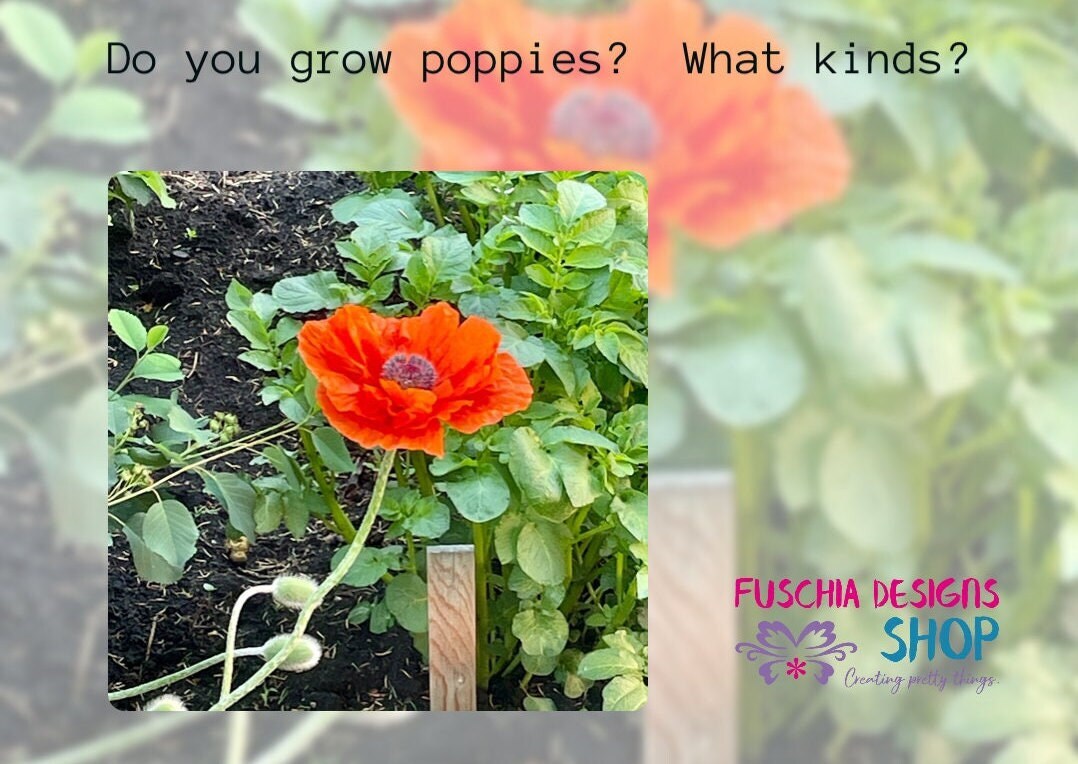 Giant Orange Oriental Poppy Flower Seeds