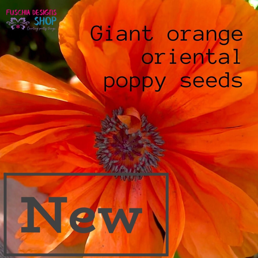 Giant Orange Oriental Poppy Flower Seeds