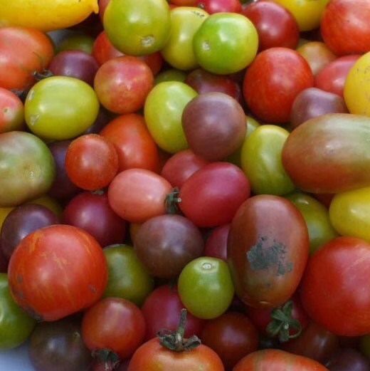 Tomato Seeds - Mixed Cherry and Grape - Yellow, Red, and Purple Heirloom Varieties