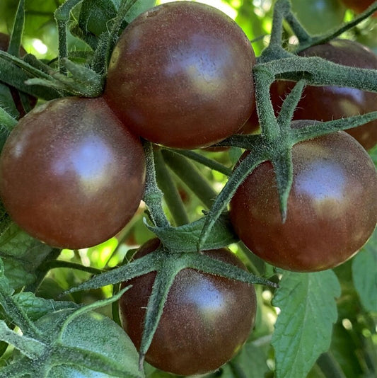 Tomato Seeds - Black Chocolate Cherry - Heirloom