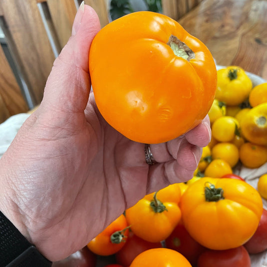 Tomato Seeds - Golden Jubilee - Large Orange Heirloom Variety