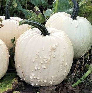 Pumpkin - Vegetable Seeds - SUPER MOON White Rare Seeds for Growing in your Garden