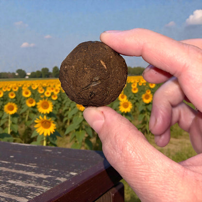 Sunflower Seed Bomb