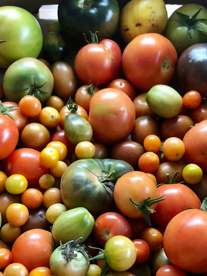 Tomato Seeds - Mixed Heirloom Variety includes Cherry, Roma, and Medium to Large Slicing Varieties