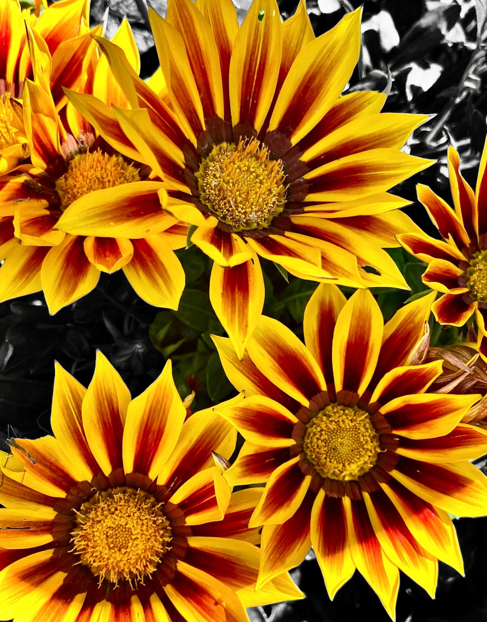 Gazania (Treasure) - Flower Seeds - Mixed Colours