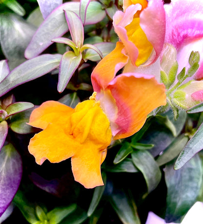 Snap Dragon - Flower Seeds - Short Variety - Perfect for Stunning Cut Flowers