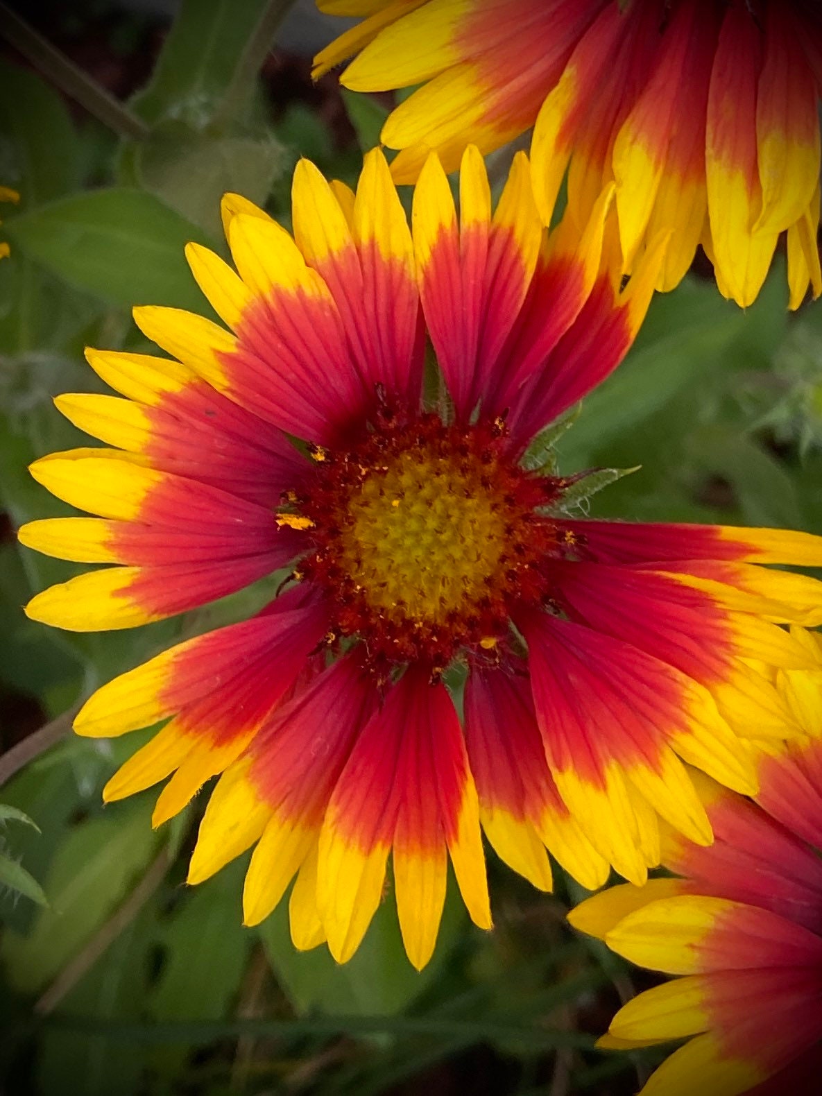 Blanket Flower (Gaillardia) - Flower Seeds