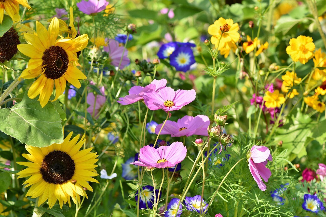 Seed Bombs - BULK - CUSTOM COLOURS - Canadian Wildflower - Enhance Your Garden with Abundant Blooms - Canadian Wildflowers