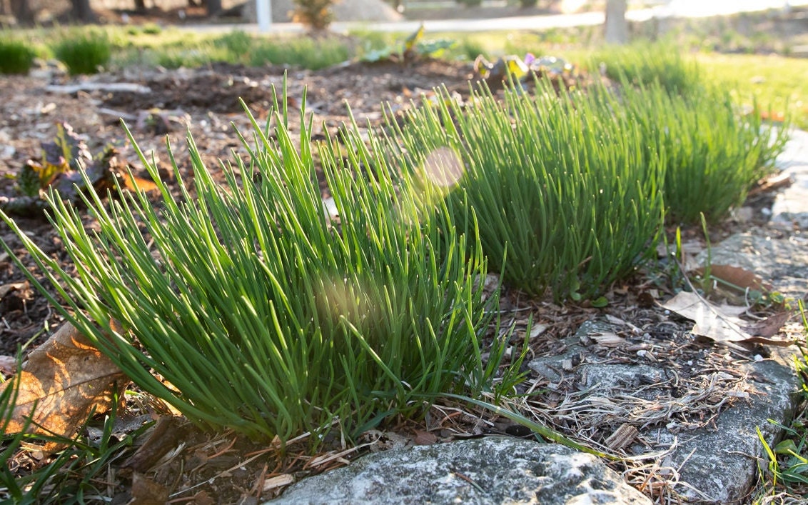 Chive - Herb Seeds