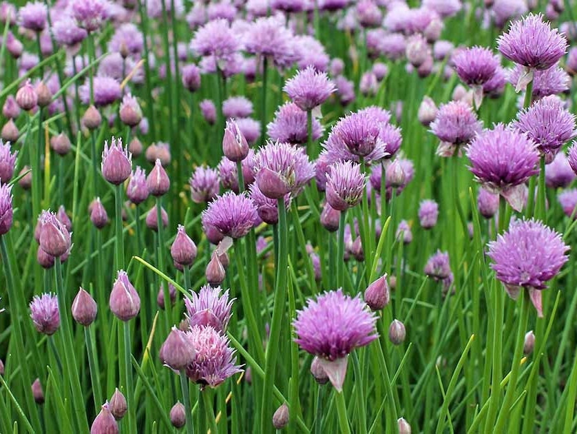 Chive - Herb Seeds