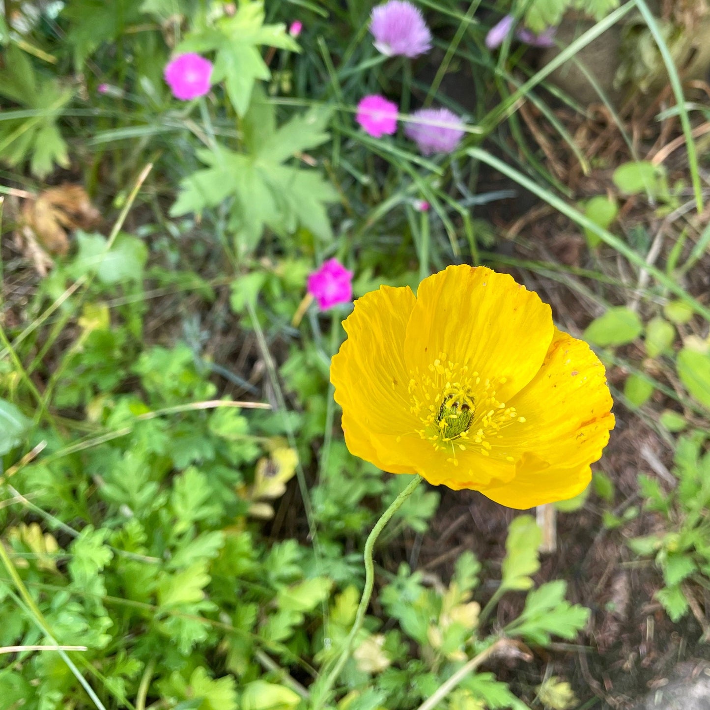 Poppy - Iceland - Flower Seeds - Yellow and Orange