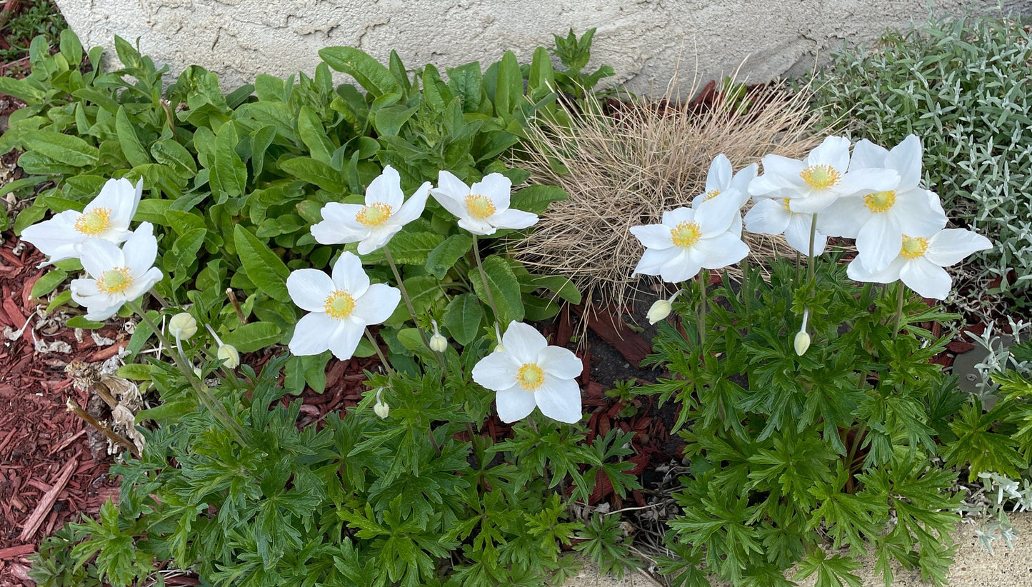 Snowdrop Windflower Anemone - Flower Seeds