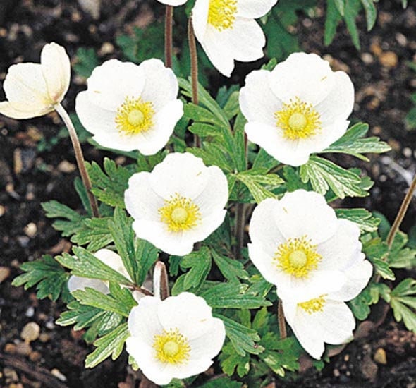 Snowdrop Windflower Anemone - Flower Seeds