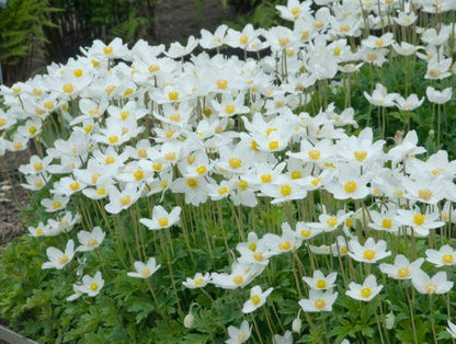 Snowdrop Windflower Anemone - Flower Seeds