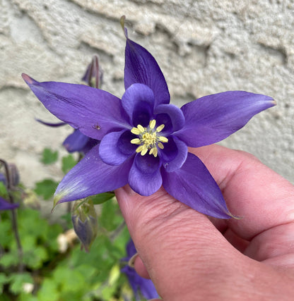 Columbine - Flower seeds - PURPLE