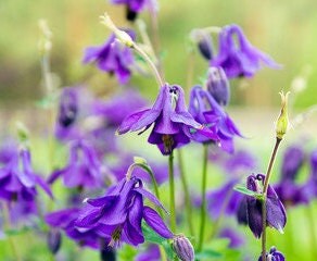 Columbine - Flower seeds - PURPLE