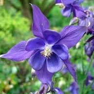 Columbine - Flower seeds - PURPLE