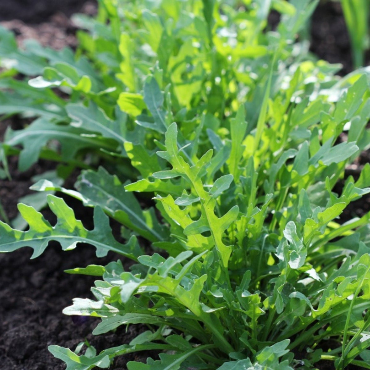 Arugula - Vegetable Seeds