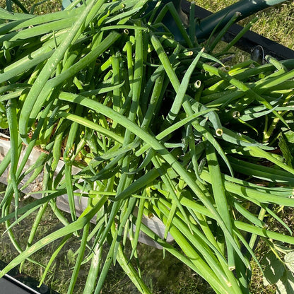 Welsh Onion (Perennial Winter Onion) - Vegetable Seeds